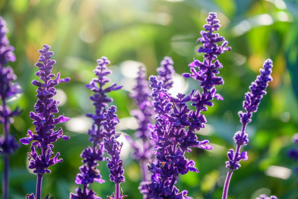 salvia