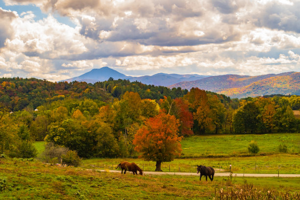 vt