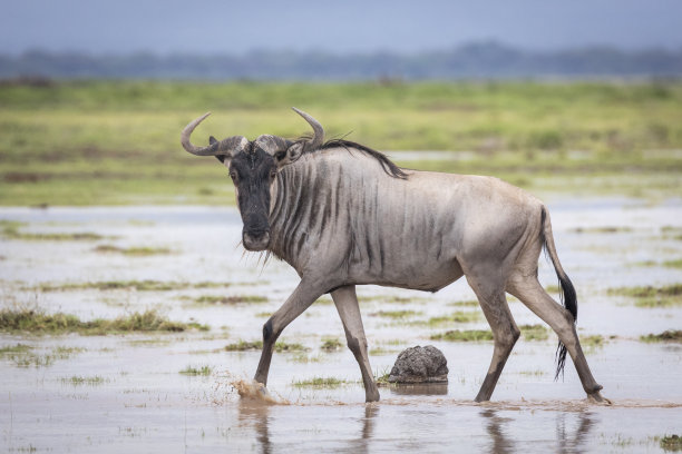 wildebeest