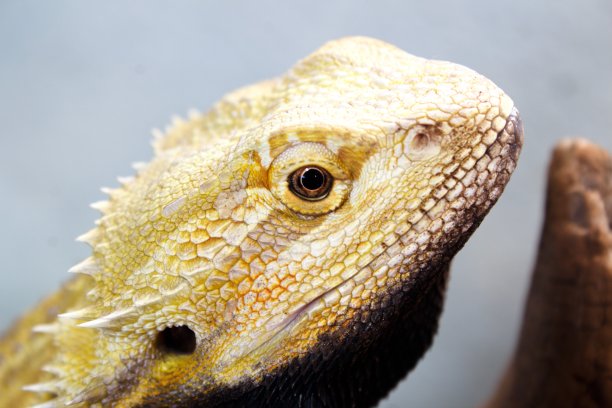 pogona