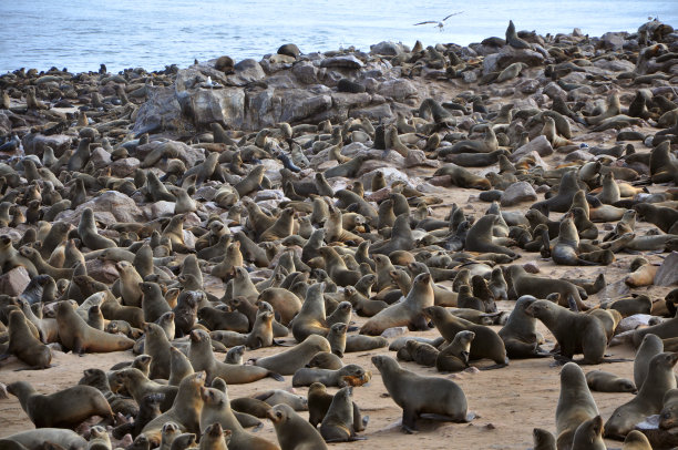 colony