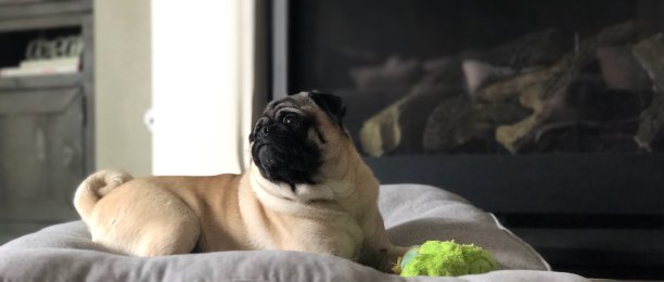 pug