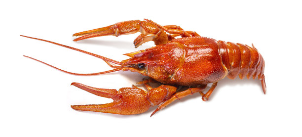 crawdad