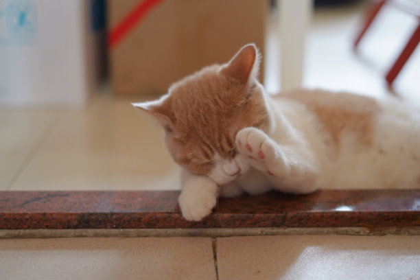 小猫洗脸