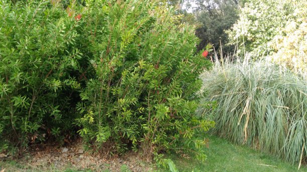 overgrown