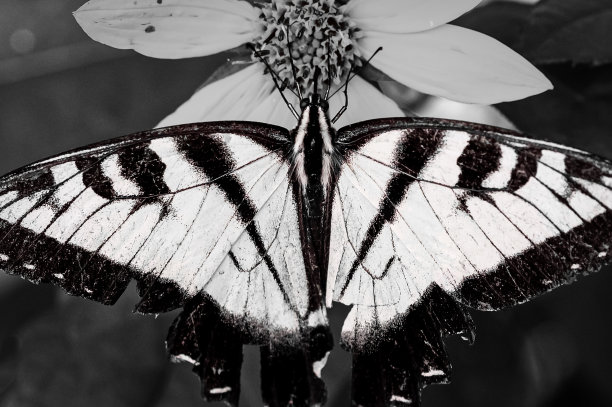 danaus