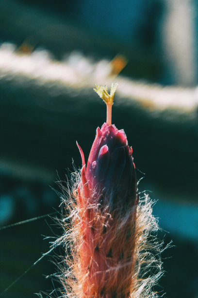 stamens