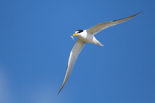 小tern