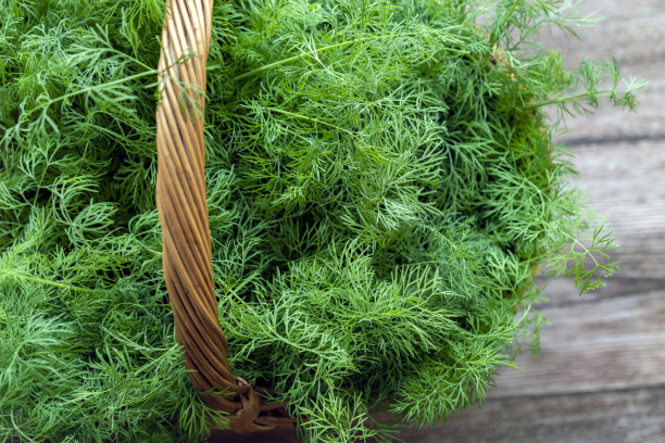 fennel
