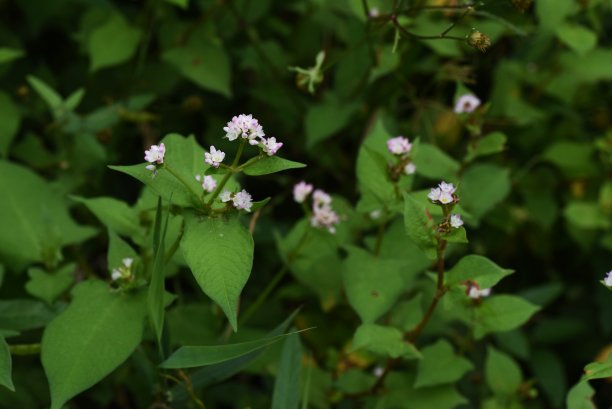 polygonum