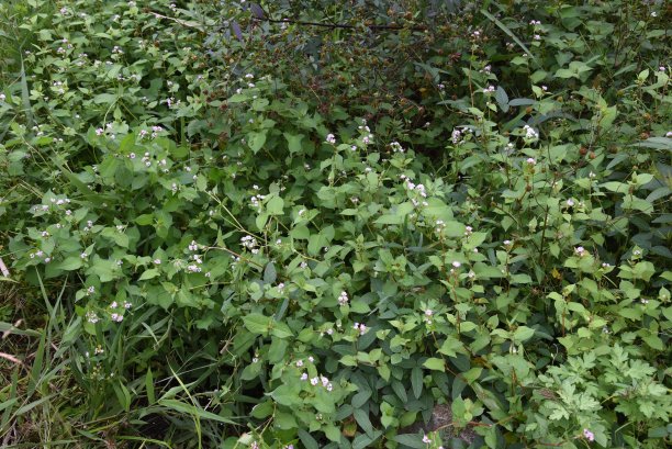 polygonum