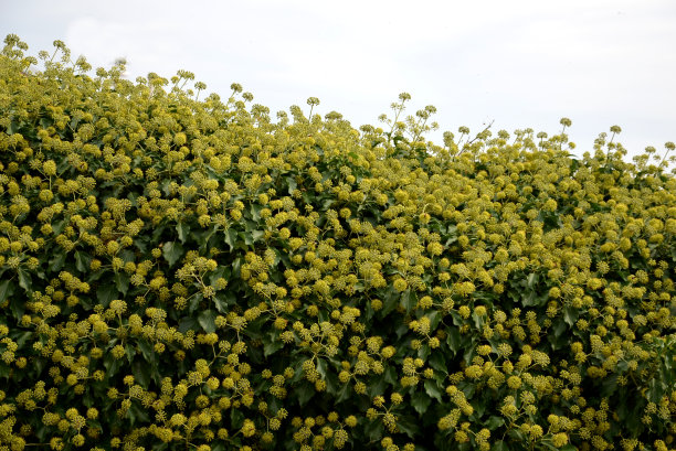 overgrown