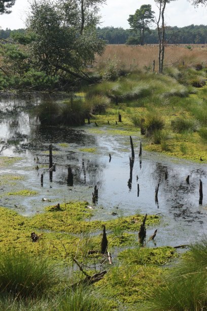 marsh