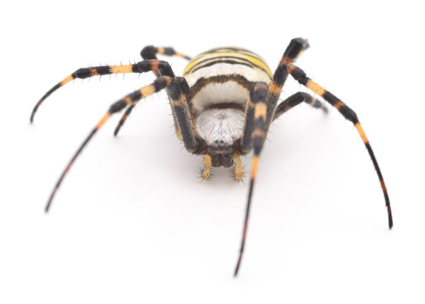 arachnid