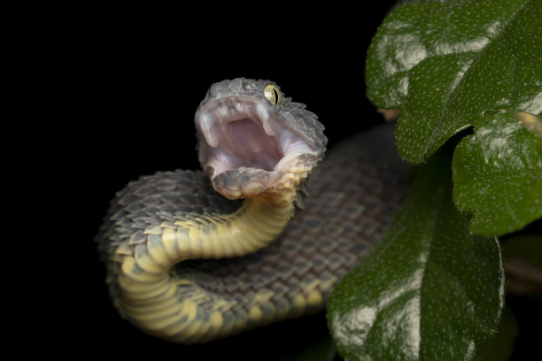 张开嘴的蝰蛇