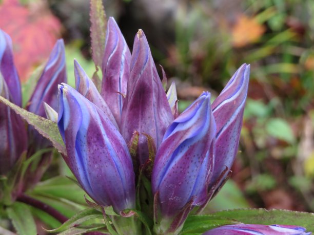 gentian