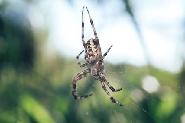 argiope