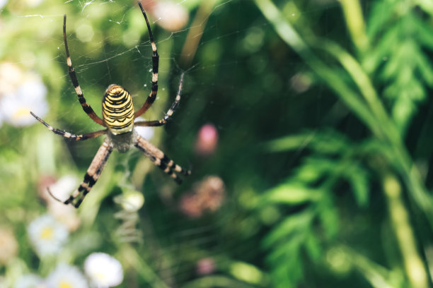 argiope