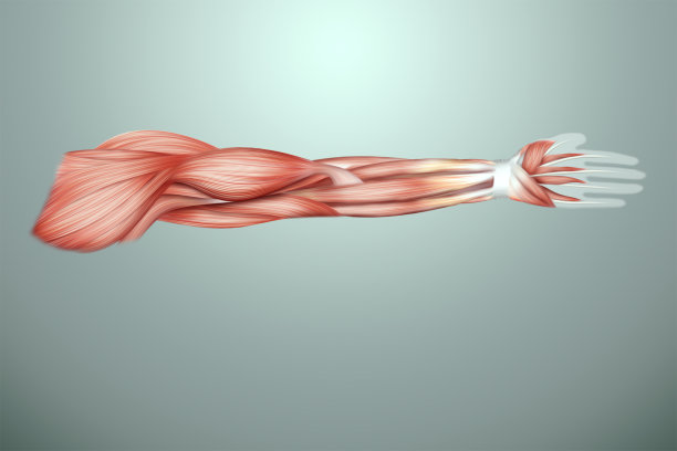 arms