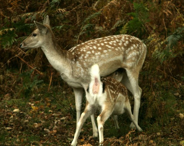 doe