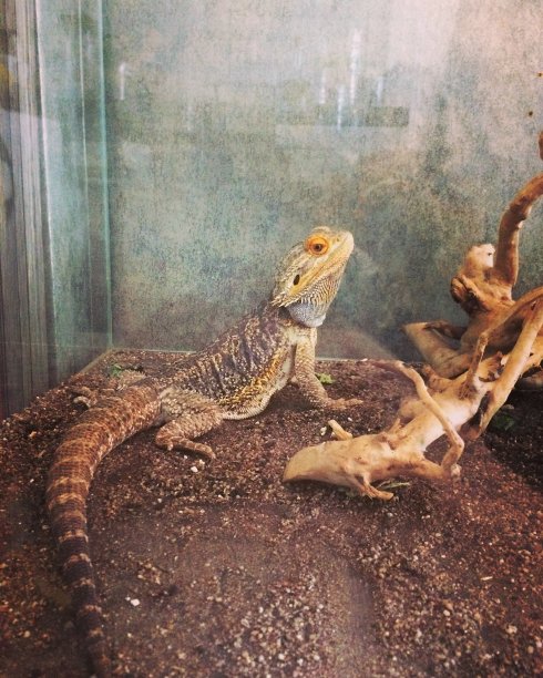 pogona
