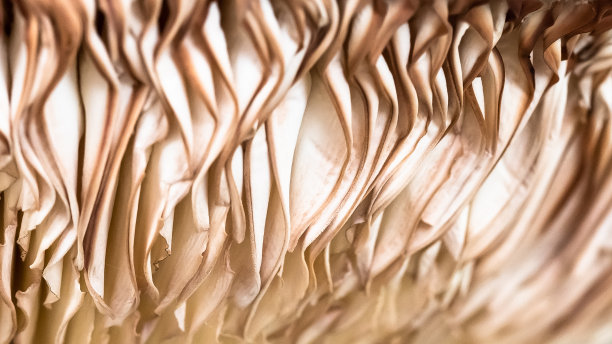 gills
