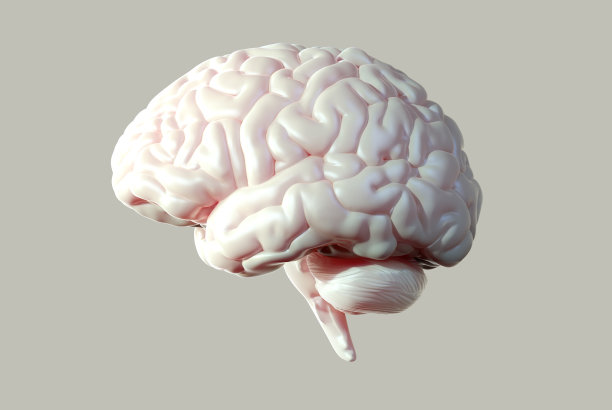 cerebrum