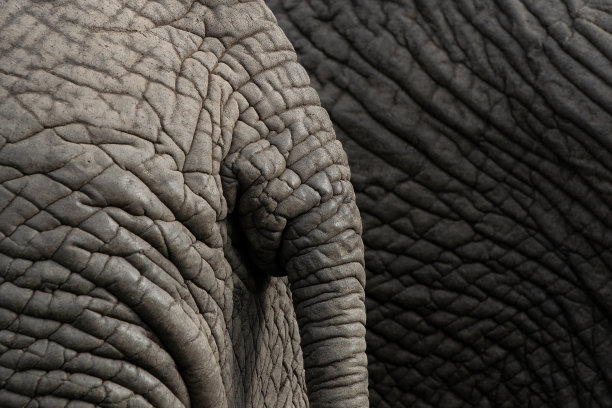 pachyderm