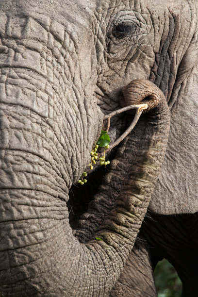 pachyderm