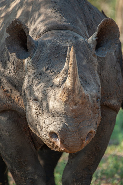 horned
