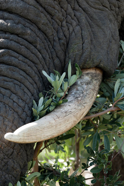 ivory