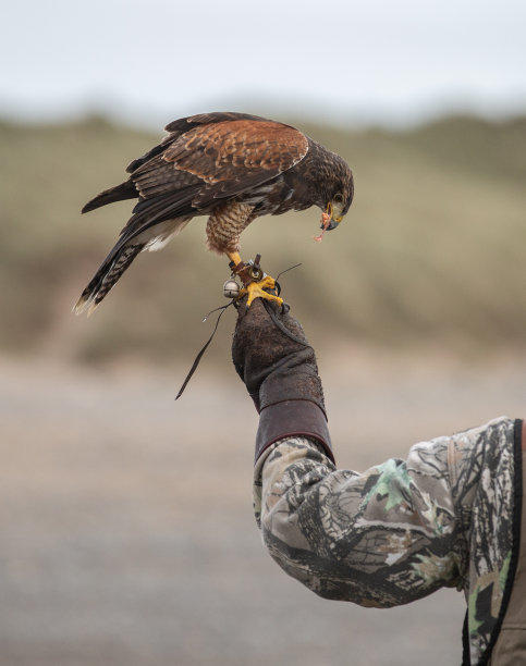falcon