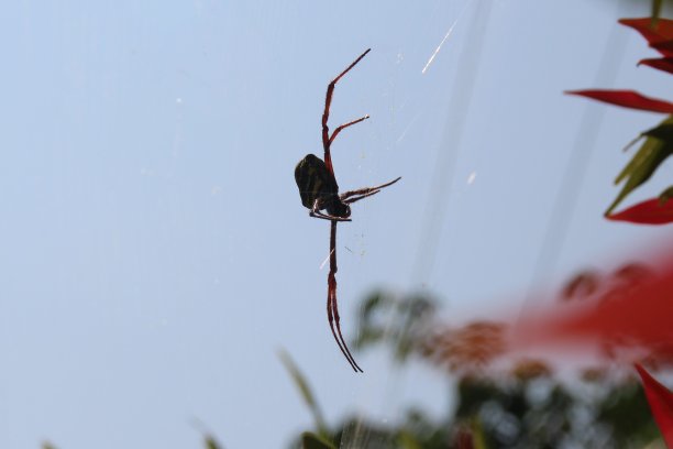 arachnid