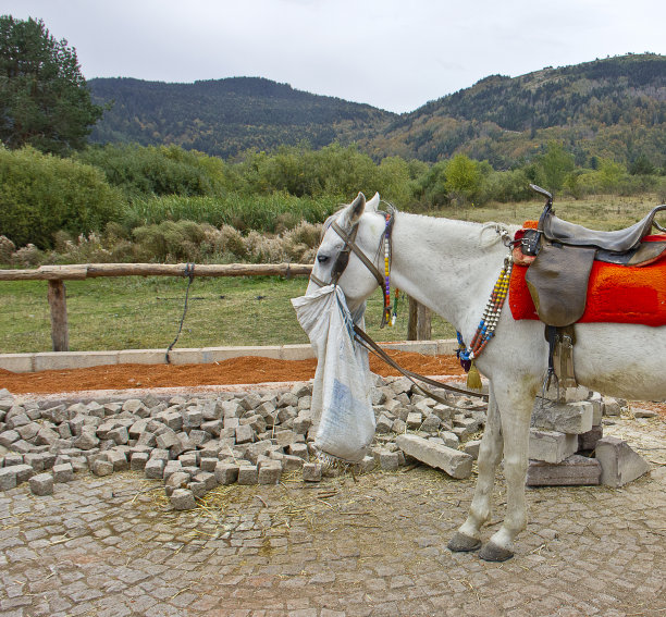 bolu