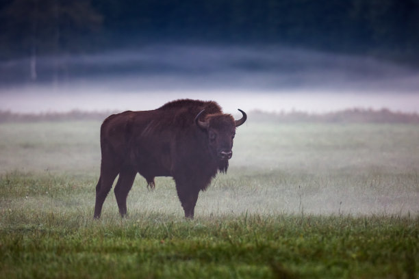 bison