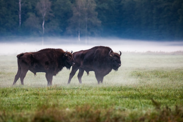 bison