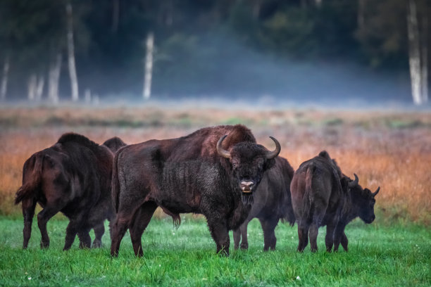 bison