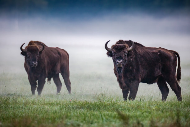 bison