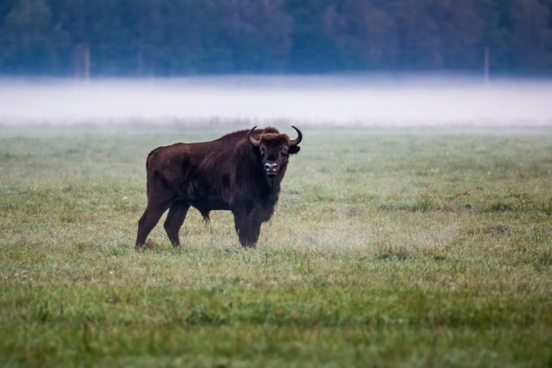 bison
