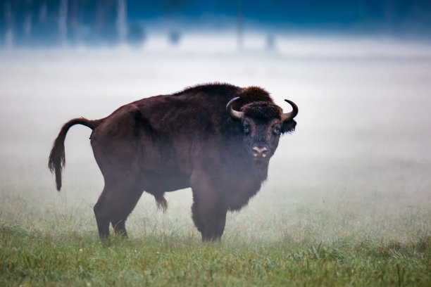 bison