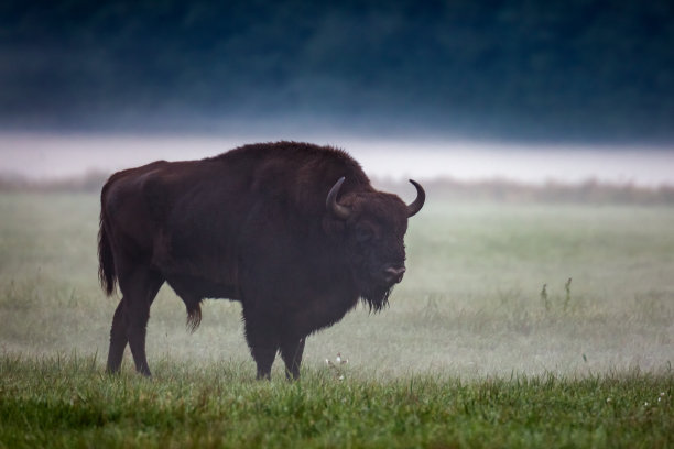 bison