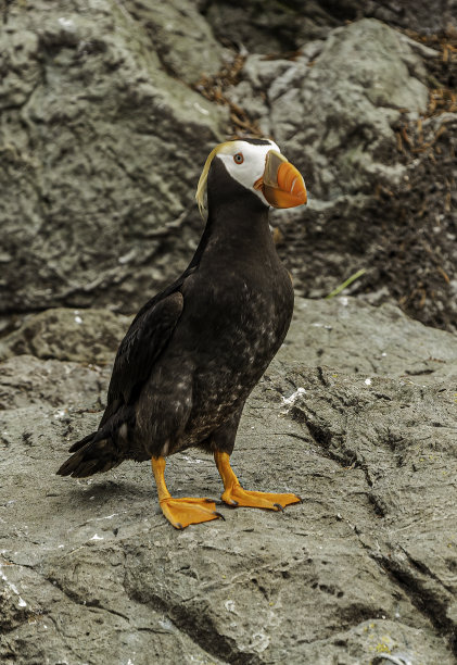 charadriiformes