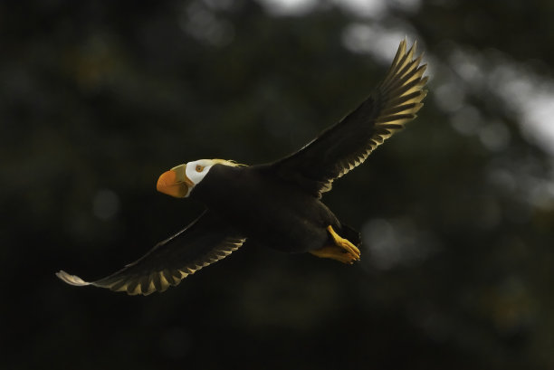 charadriiformes