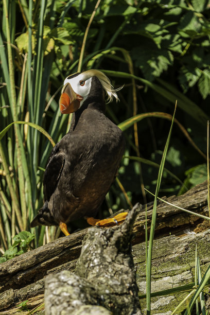charadriiformes