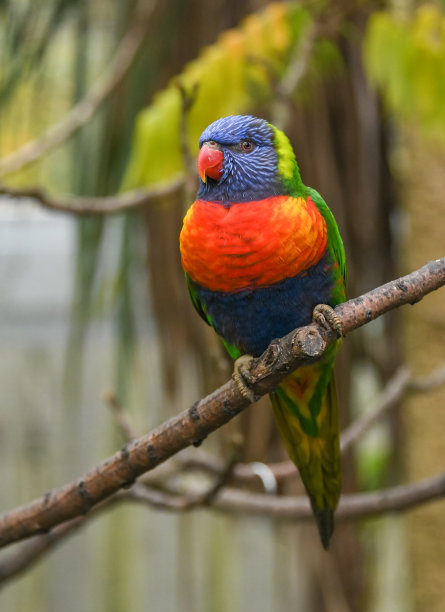 lorikeets