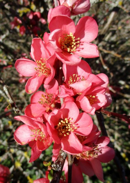 chaenomeles