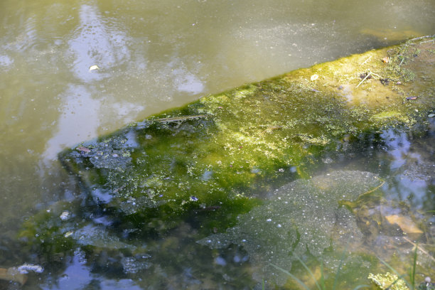 swamp