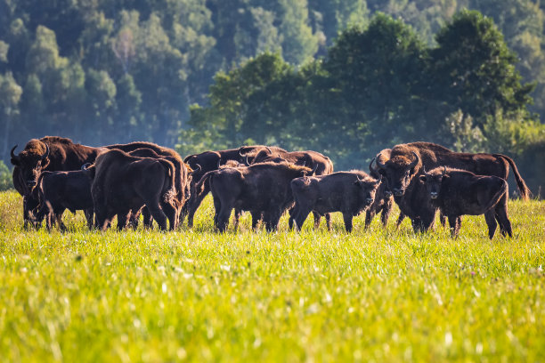 bison