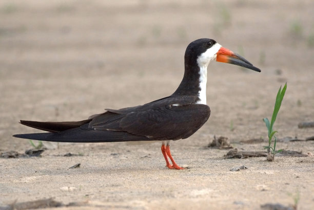 skimmer