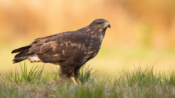 buzzard